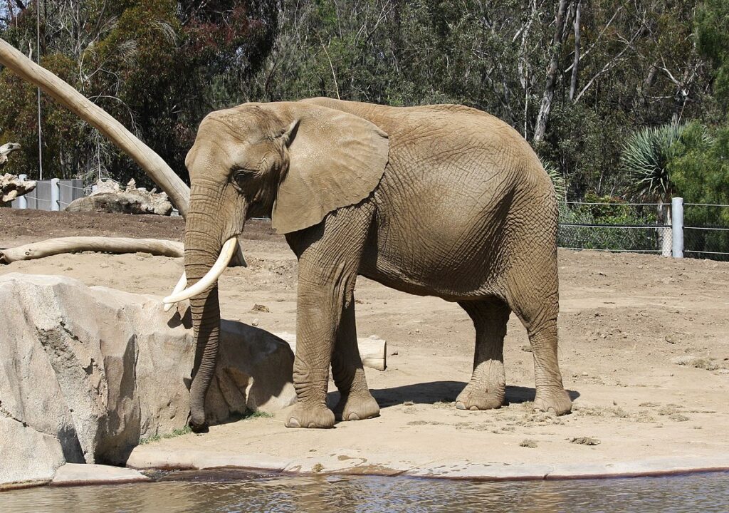 San Diego Zoo in California