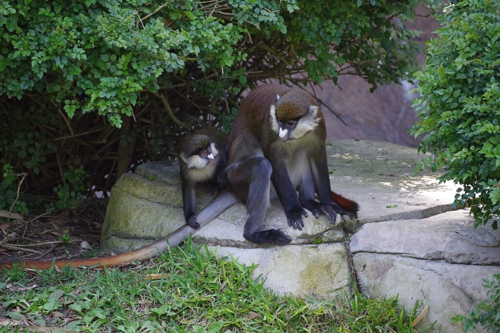 San Diego Zoo in California