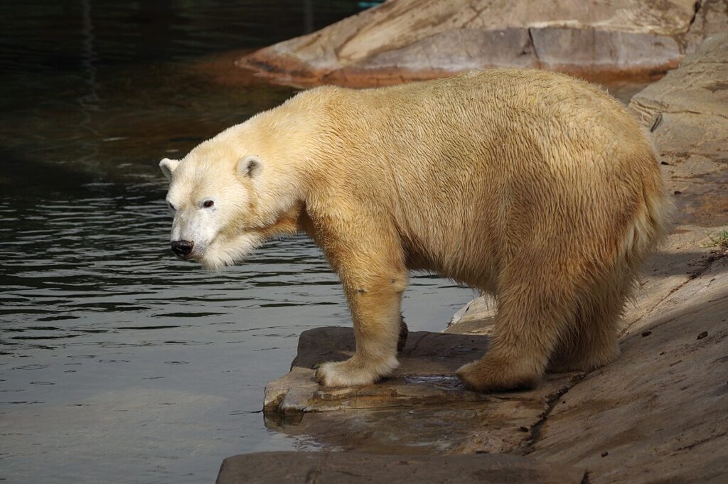 San Diego Zoo in California