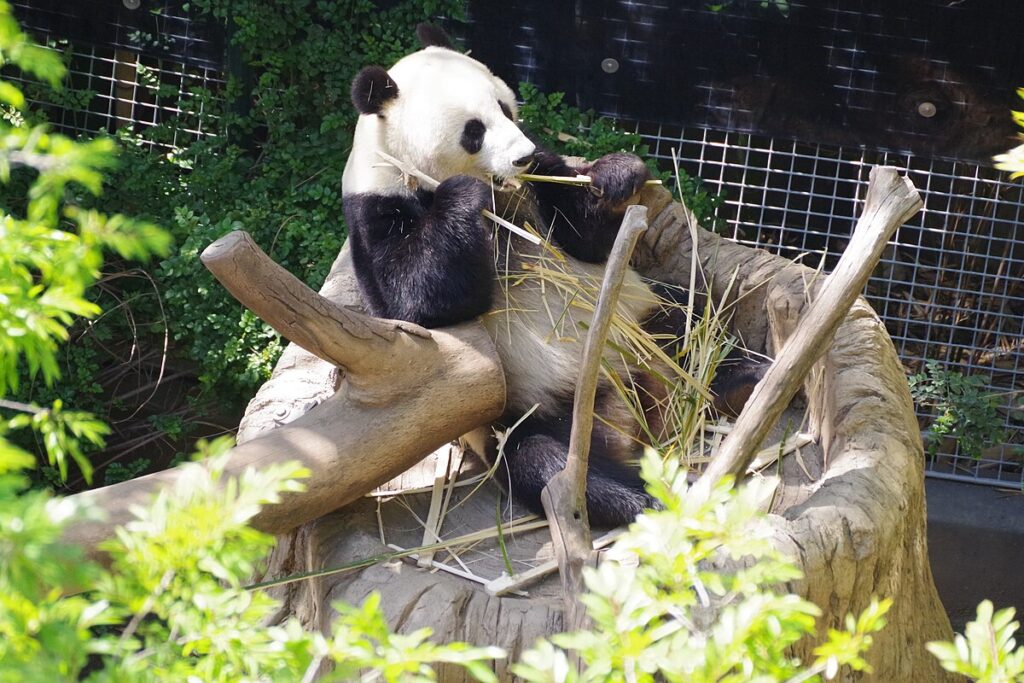 San Diego Zoo in California 