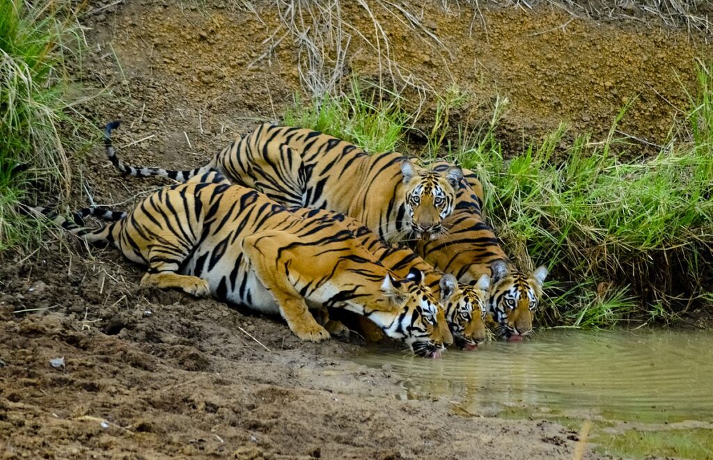 Tadoba national park