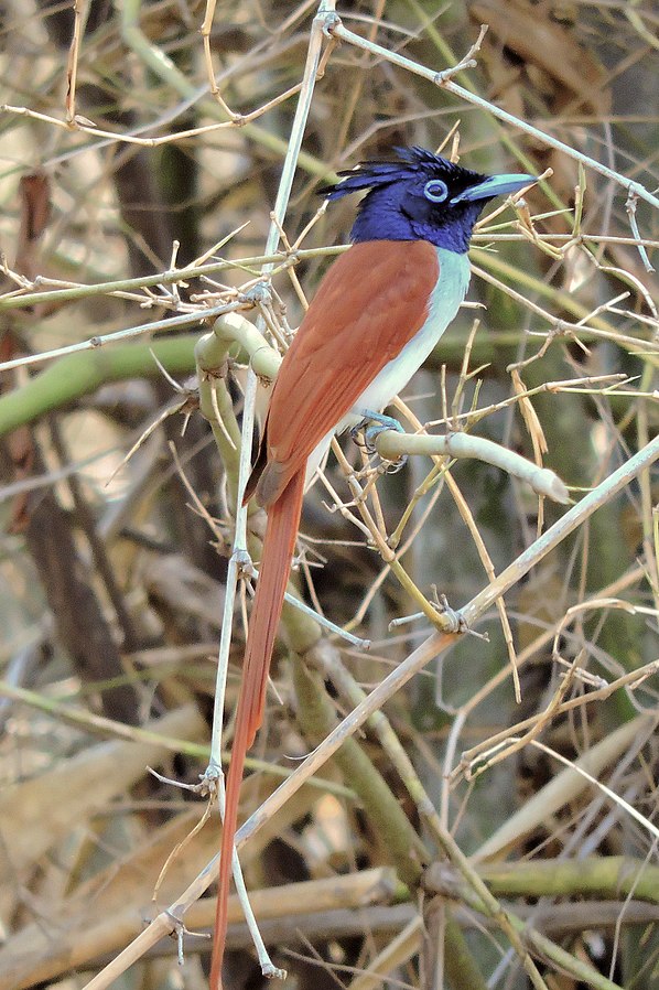 Tadoba national park