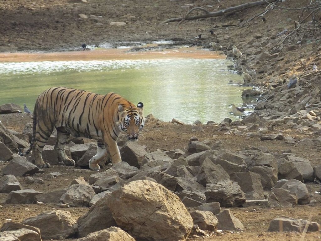 Tadoba national park