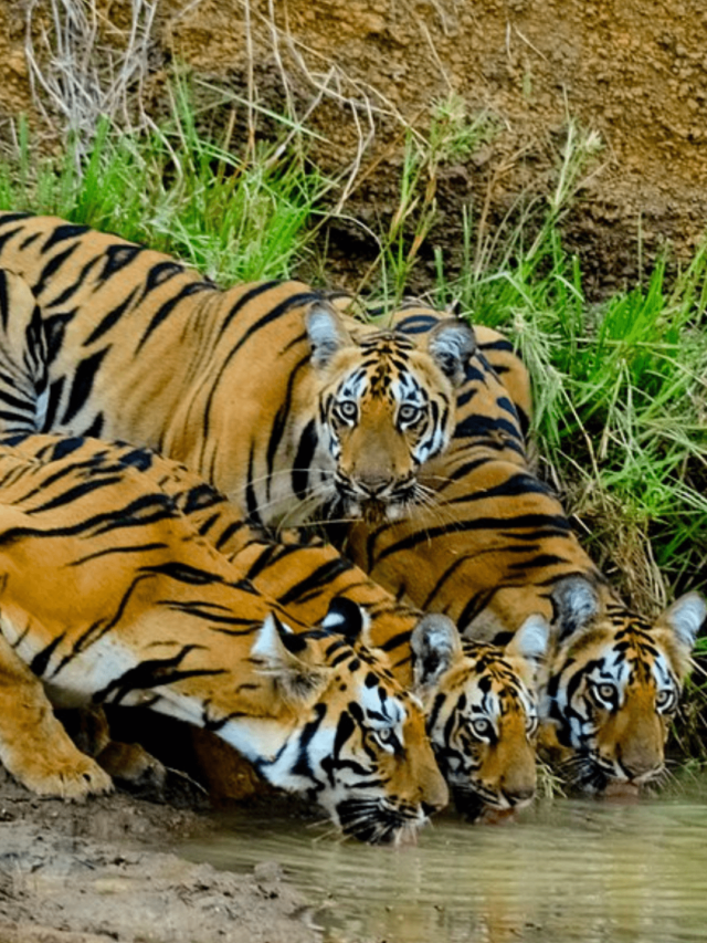 Tadoba national park  Maharashtra